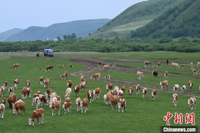 時(shí)代見證,最新牧場(chǎng)及其背景與重大事件概覽