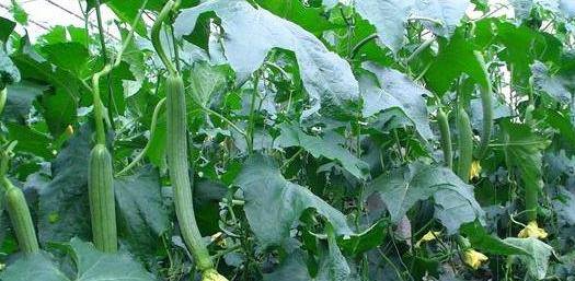 小巷深處的絲瓜味覺之旅，最新地址揭秘