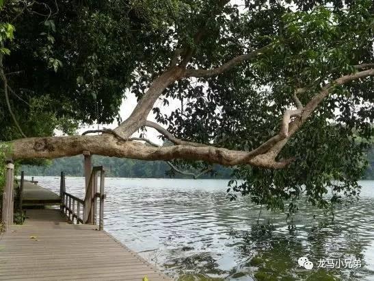 新加坡最新路線圖概覽???