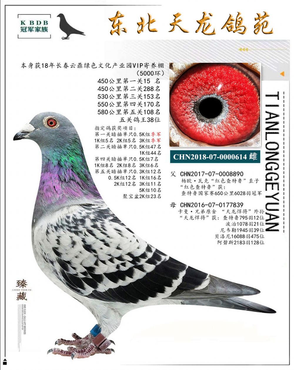 東北天龍鴿苑最新圖片，鴿界風(fēng)采展現(xiàn)，價(jià)值與影響深度探討