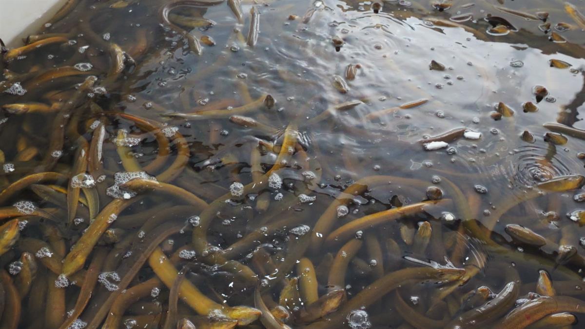 野生黃鱔最新價格行情，變化中的學習展現(xiàn)自信與成就的力量