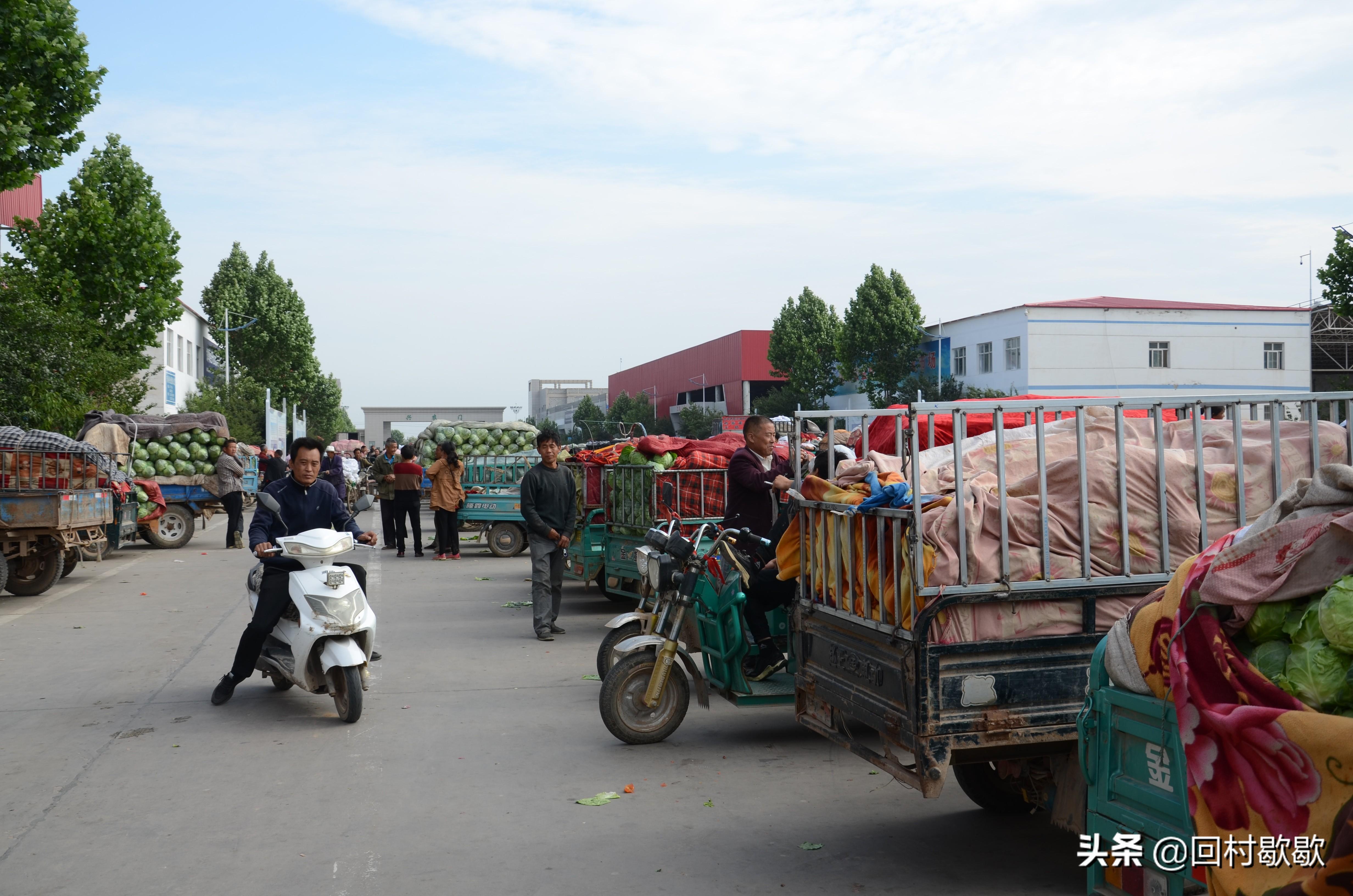 紫甘藍(lán)最新價格行情揭秘，新鮮資訊一網(wǎng)打盡！????