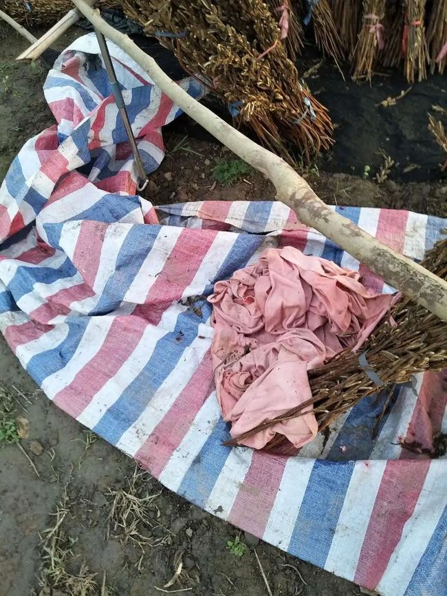 儀征玫瑰園最新動態(tài)，浪漫綻放與綠意盎然的生活體驗