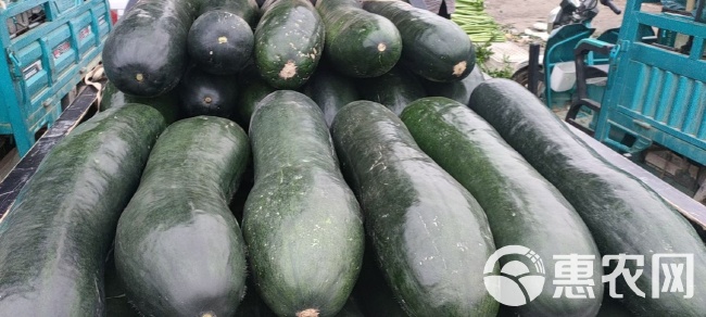 山東冬瓜最新價格行情動態(tài)更新