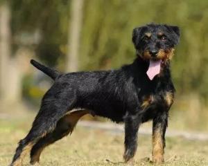 最新德國獵梗出售，背景、時代地位與影響分析