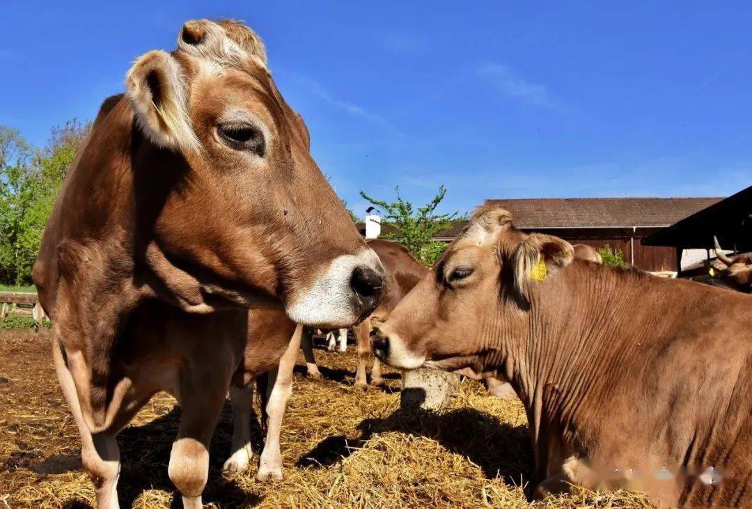 錢牛牛最新動態(tài)揭秘，牛運亨通的奇妙日常故事