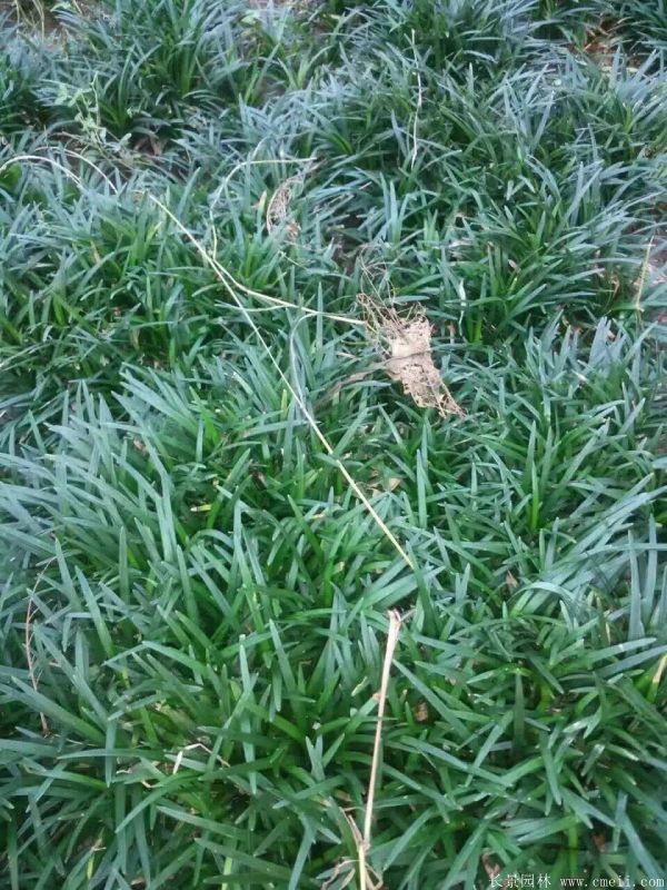 麥冬最新價格行情與小巷深處的驚喜探索