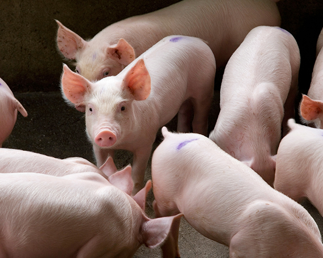 湖南郴州最新豬價(jià)走勢與尋找內(nèi)心平靜的自然之旅