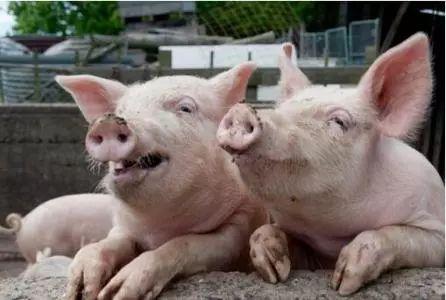 湖南郴州最新豬價(jià)走勢與尋找內(nèi)心平靜的自然之旅