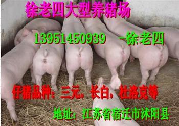 湖南郴州最新豬價(jià)走勢與尋找內(nèi)心平靜的自然之旅