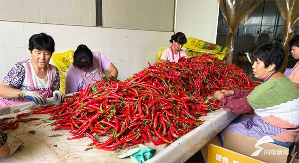 全國辣椒最新價(jià)格行情，科技引領(lǐng)產(chǎn)業(yè)變革，塑造未來生活新趨勢