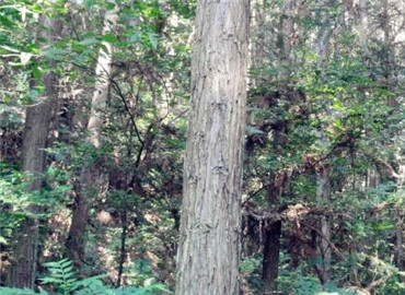 安徽國有林場改制開啟綠色新篇章，推動(dòng)可持續(xù)發(fā)展??