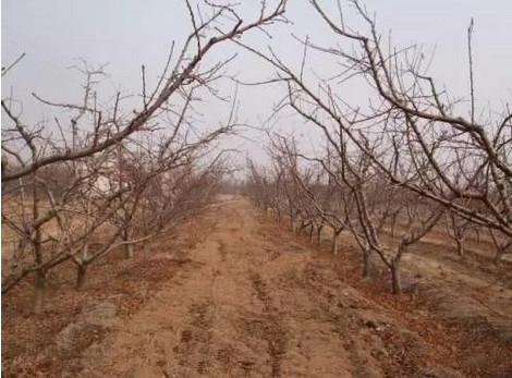 桃樹最新品種介紹大全，全面解析最新桃樹品種