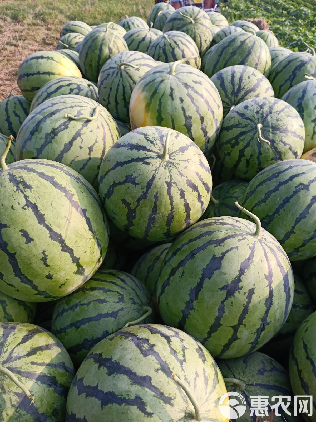 太康縣西瓜最新價(jià)格，時(shí)代背景下的瓜價(jià)變遷