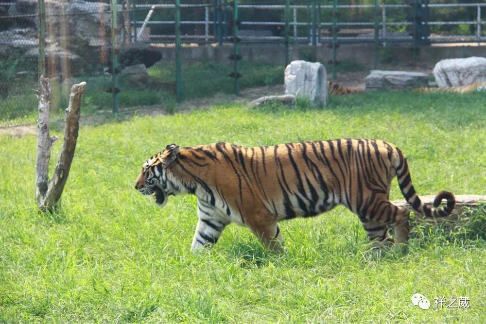 動(dòng)物園老虎吃人事件揭秘，科技重塑現(xiàn)實(shí)，震撼體驗(yàn)新紀(jì)元