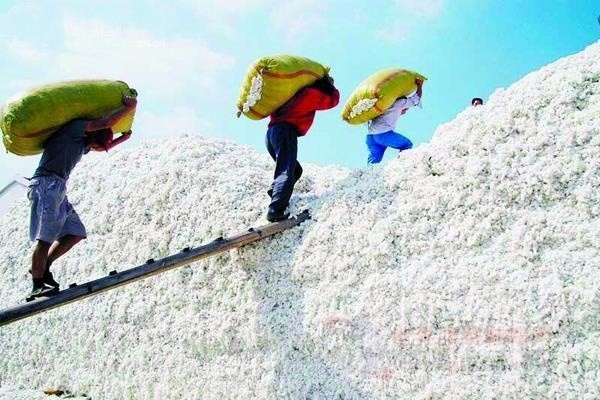 山東最新棉花補貼政策解讀，智能生活啟航！