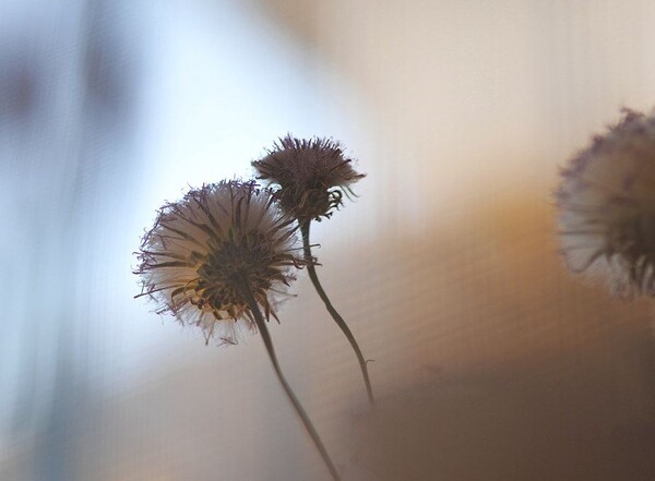 凡口草最新專輯，科技與生活融合之作，引領(lǐng)未來音樂潮流