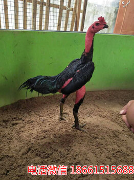 2025斗雞最新視頻，競技與飼養(yǎng)樂趣的完美結合